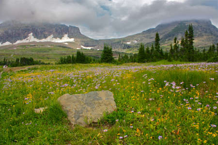 Wildflowers on mountain at Logan Pass, Glacier National Parkの写真素材