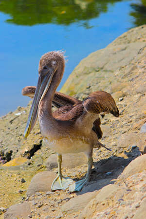 Pelican spreading its wingsの写真素材