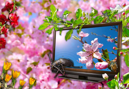 Beauty of nature through the window