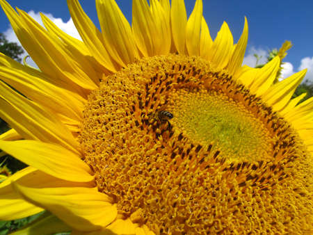 Big beautiful sunflowers with a bee collecting honey