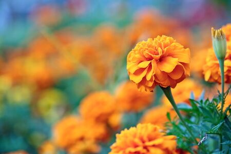 Close-up of a beautiful orange flower on blurred plants backgroundの写真素材