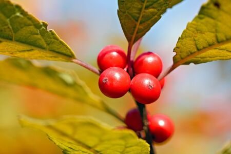 Smal red berries on a twig on blurry backgroundの写真素材