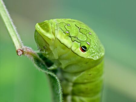 Portrait of a big green caterpillar (Papilio dehaanii) on a leafの写真素材