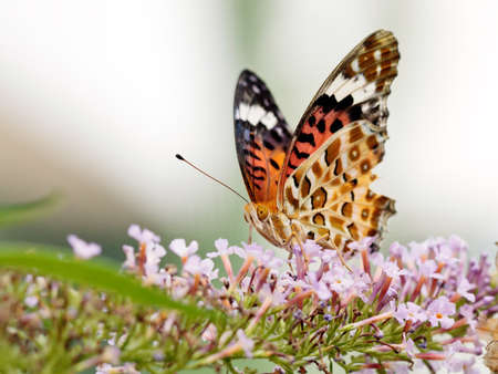 Beautiful butterfly (Polygonia c-aureum)  on a flower with blurry background