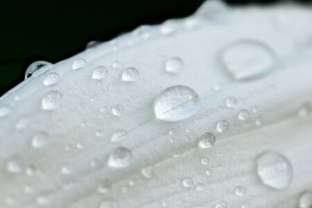 Water drops on a white petal after rainの写真素材