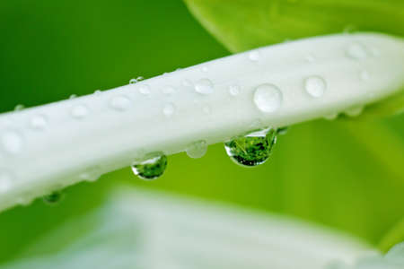Water drops on a white flower petal after rainの写真素材