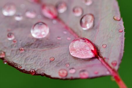 Water drops on a pink leaf after rainの写真素材