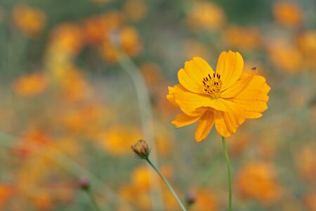 Cosmos flowerの写真素材