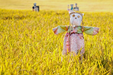 Scarecrow on the rice field during Chuseok, korean traditional holidayの写真素材