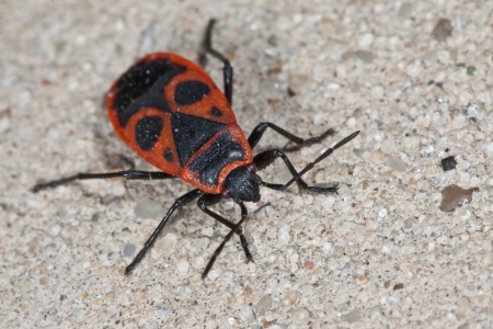 Close up of red soldier bug (Pyrrhocoris apterus)の写真素材