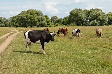 Cows on a pasture in summer dayの写真素材