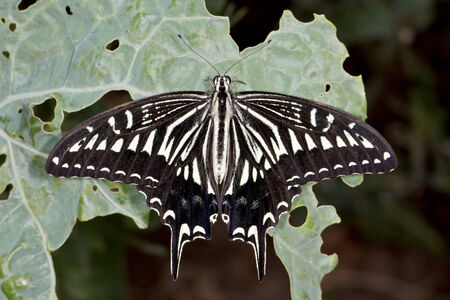 Swallowtail butterfly (lat. Papilio xuthus) on a cabbage leafの写真素材