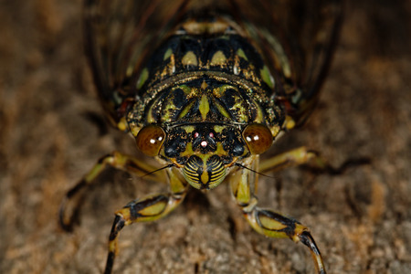 Macro photo of a cicada (Tibicen pruinosus) with selected focusの写真素材