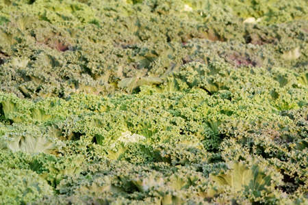 Green ornamental cabbage backgroundの写真素材