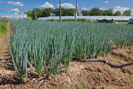 A field of growing green onion in Korean countrysideの写真素材