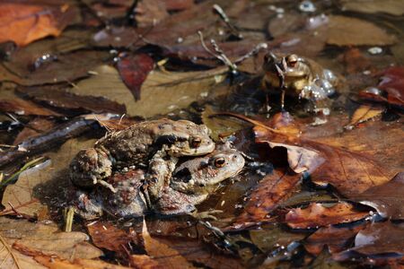 Mating Asiatic Common Toads (Lat. Bufo gargarizans) in a puddleの写真素材