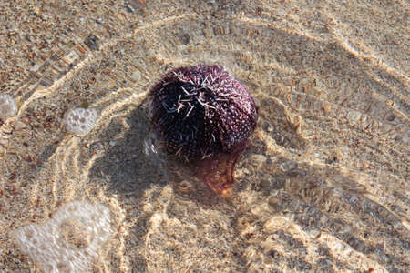 The end of the life of a sea urchin that has lost its spinesの写真素材