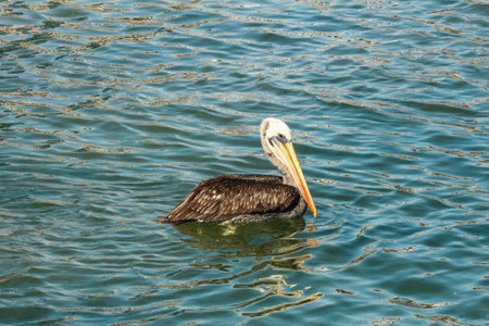 Peruvian pelican swimming in the sea bayの写真素材
