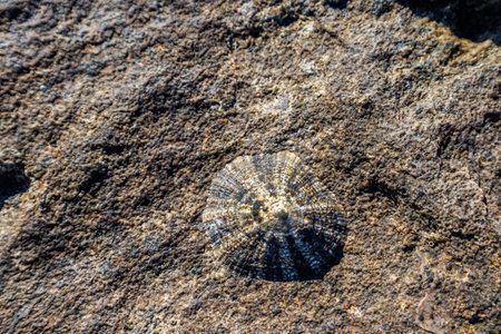 Close up of limpet (patella vulgata) attached to a rock, Sardinia, Italyの写真素材