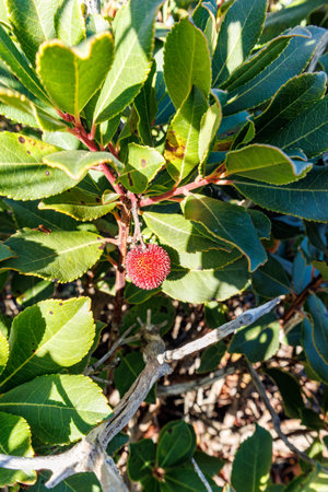 Strawberry tree fruit growing on an evergreen shrub in Sardinia, Italyの写真素材