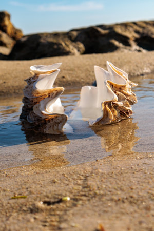 Seashells on the beach at sunset in the summer.
