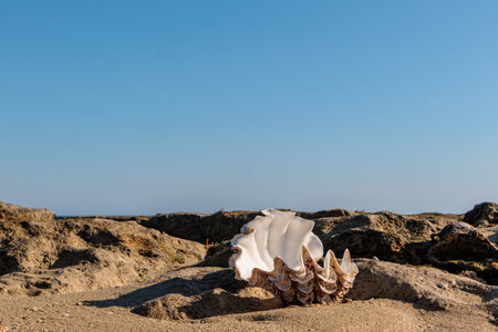 White seashell on the beach. Madagascar.の写真素材