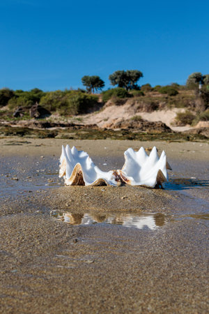 White seashell on the beach. Madagascar.