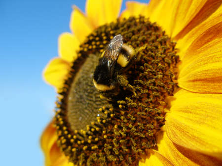 Sunflower with bumblebee against blue sky