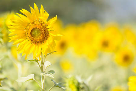 Sunflowerの写真素材