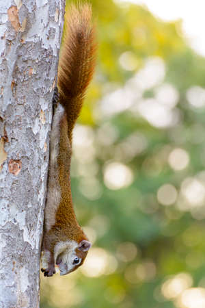 Squirrel