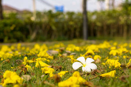 Plumeria Flowerの写真素材