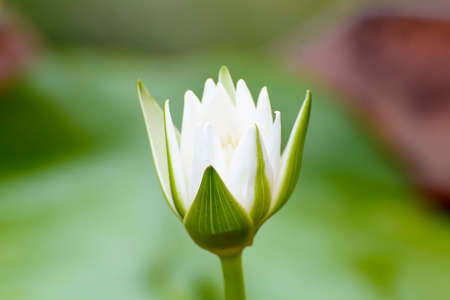 Lotusの写真素材