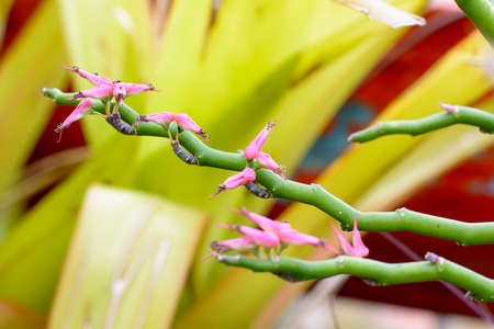 Pink flowerの写真素材