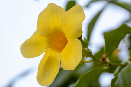 Yellow Allamanda catharticaの写真素材