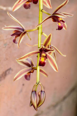 Cymbidium aloifoliumの写真素材