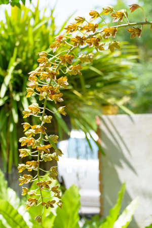 Grammatophyllum scriptumの写真素材