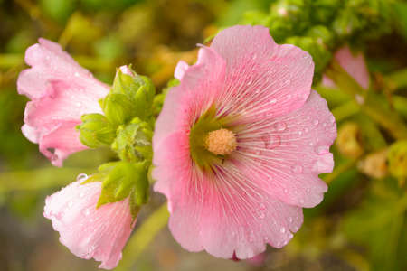 Hollyhockの写真素材
