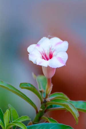 Desert Roseの写真素材