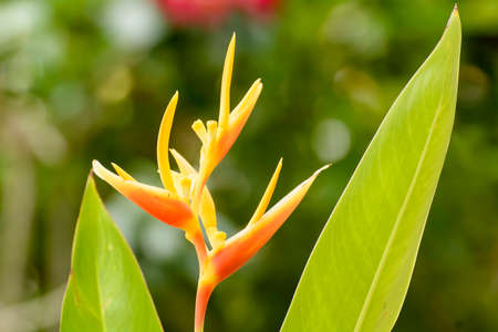 Bird of paradiseの写真素材