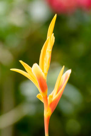 Bird of paradise