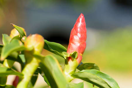 The flowers are beautiful and refreshing.