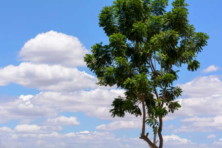 The sky is blue and brightの写真素材