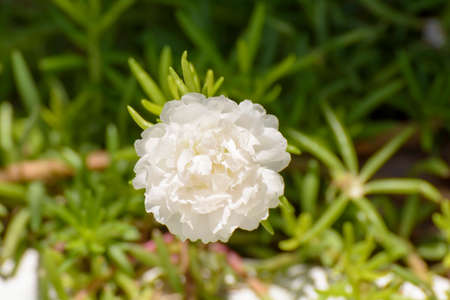 Portulaca has many colorsの写真素材