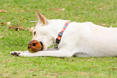 The dog is playing with the coconut that it is fun.