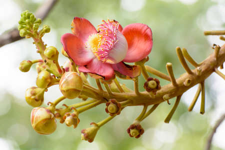 Effects of cannonball Treeの写真素材