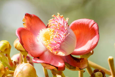 Effects of cannonball Treeの写真素材