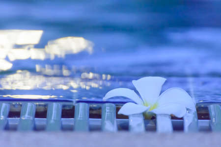 Plumeria flowers beside the pool.