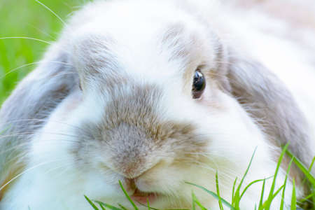 Rabbitの写真素材