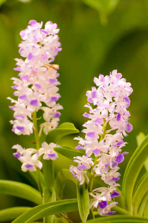 Orchidの写真素材