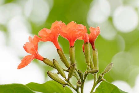 Cordia sebestena or geiger tree s flowering plants its beautifulの写真素材